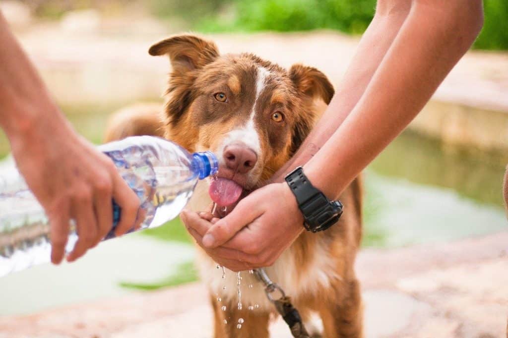 Making Sure Your Dog Is Well Hydrated 