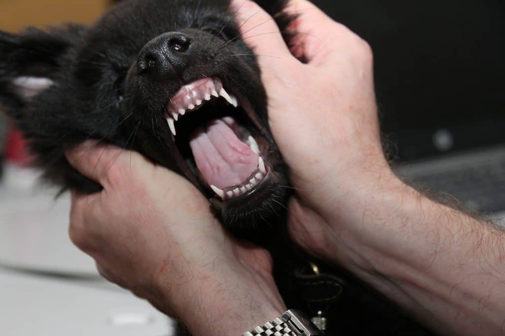 Checking Gums is Always the FIrst Step to Dog First Aid
