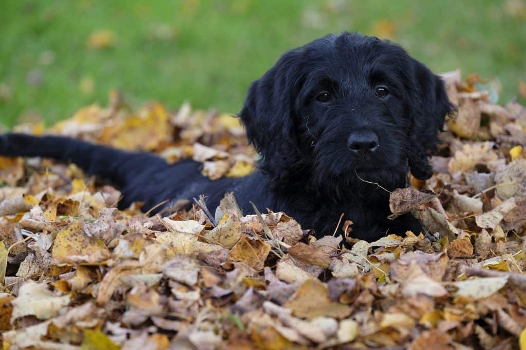 A popular designer dog this playful black Labradoodle is happily playing in a leaf pile. 