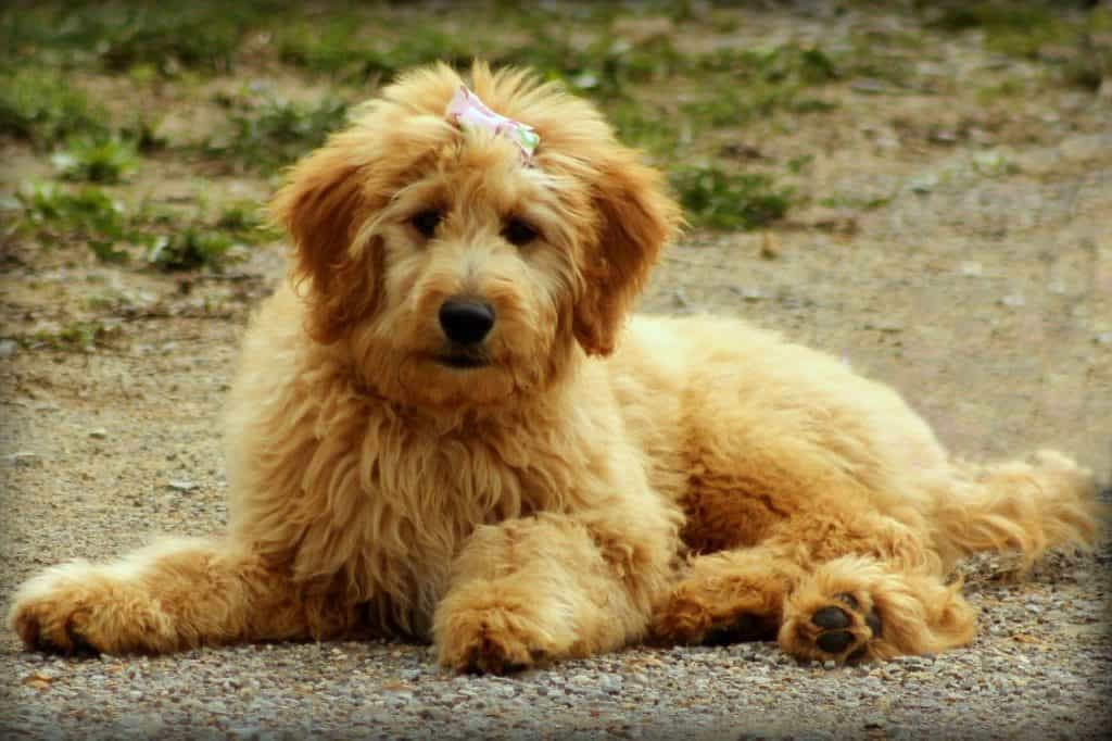 Beautiful golden Goldendoodle a well known designer dog