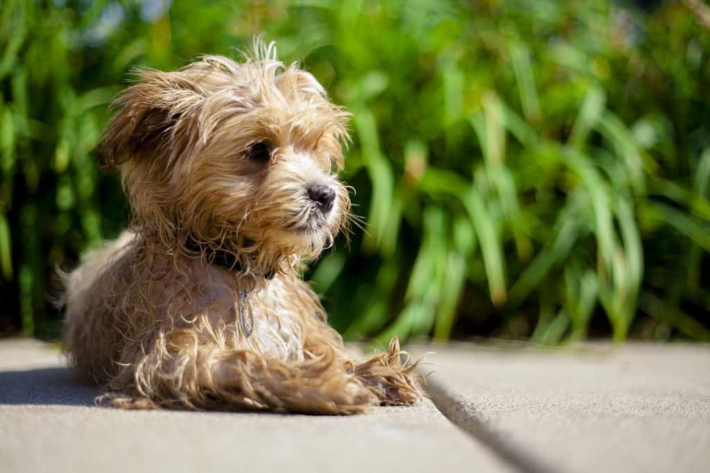Maltipoo are one of the most popular designer dogs of puppy mills.