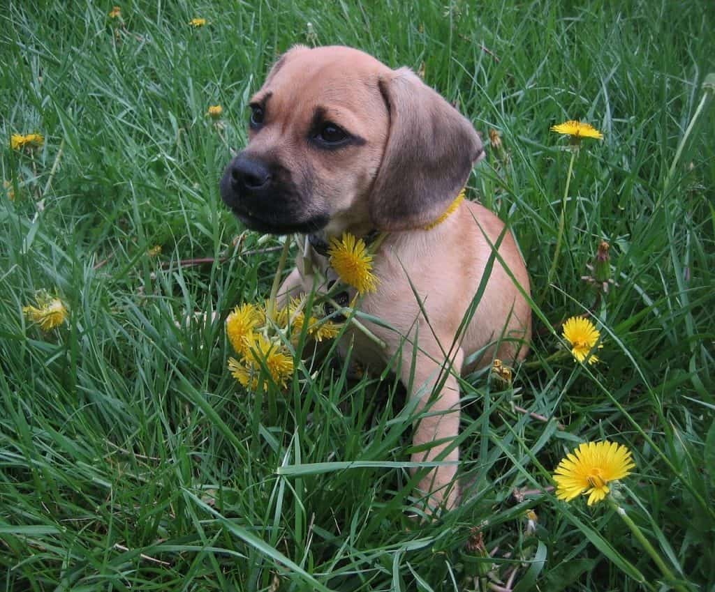 Puggle puppy is sitting in dandilions.