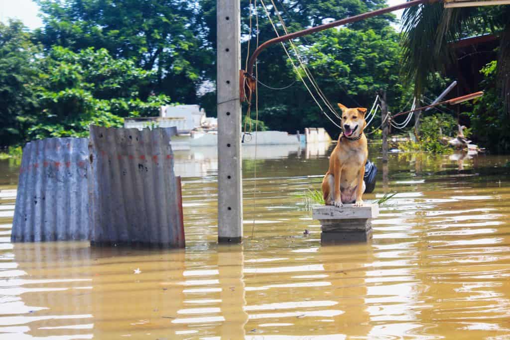 Pets are often stranded after a disaster and need help too! AKC registrations help pets in need.
