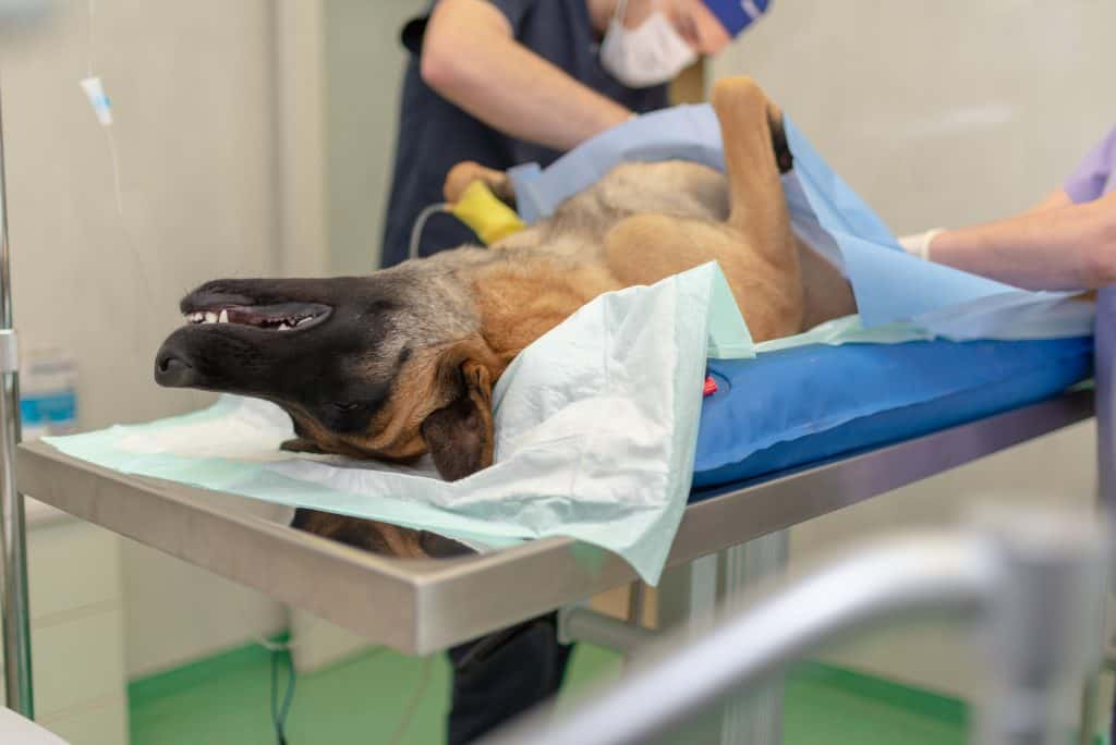 Cryptorchidism in dog can only be treated with a castration.