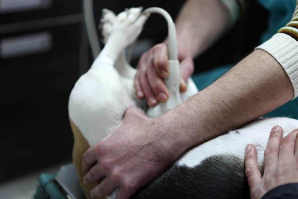 Cryptorchidism dogs can be diagnosed by a vet using a ultrasound.