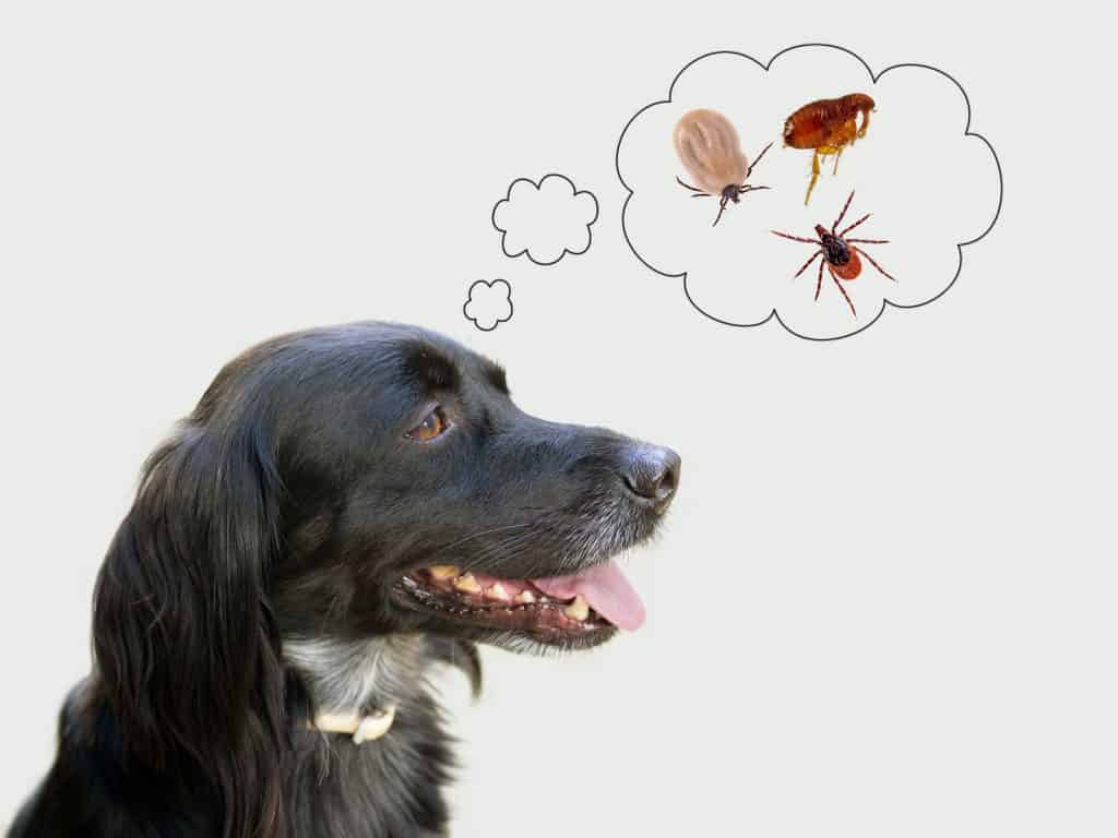 Safely removing ticks from your dog keeps them healthy and happy.