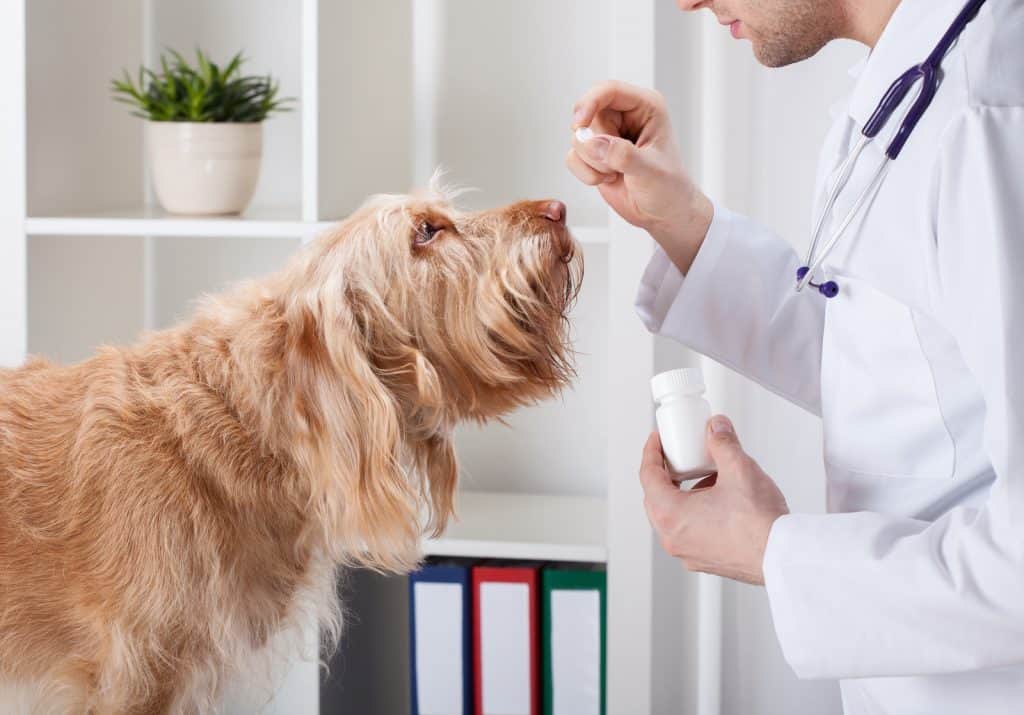 Dog visiting a vet.