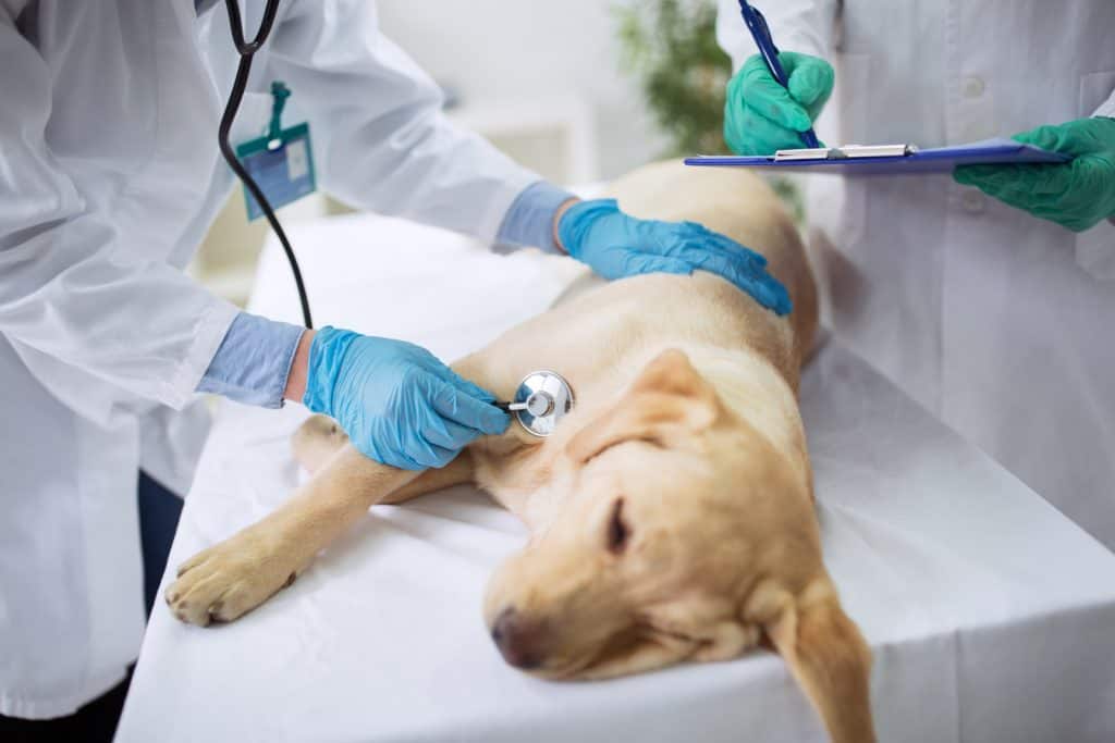 Cryptorchidism in dogs only leads to health problems if it is left untreated.