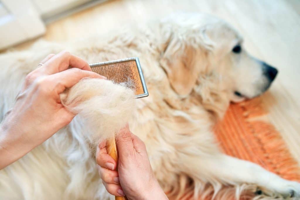 Canva Woman combs old Golden Retriever dog with a metal grooming comb