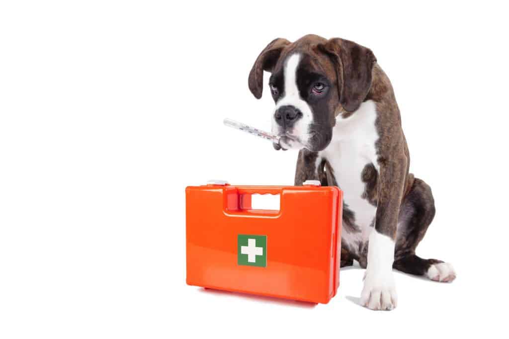 Canva sick dog first aid box
