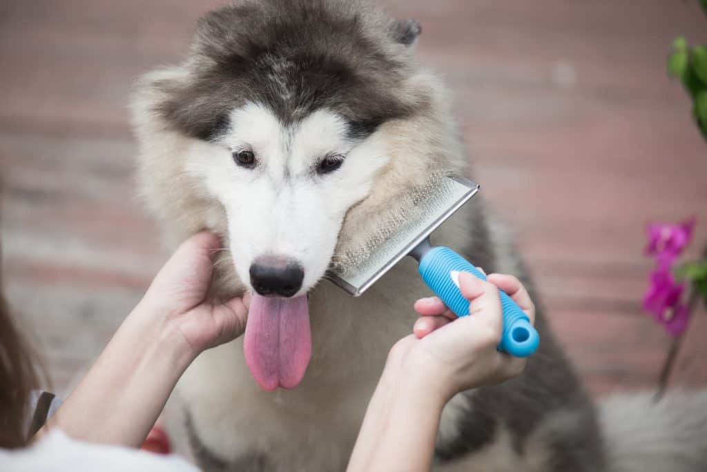Canva woman using a comb brush the siberian husky puppy