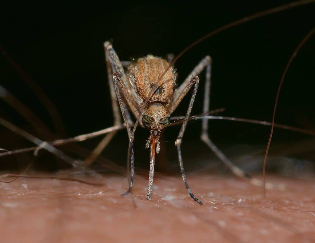 Mosquitoes transmit heartworms to dogs.