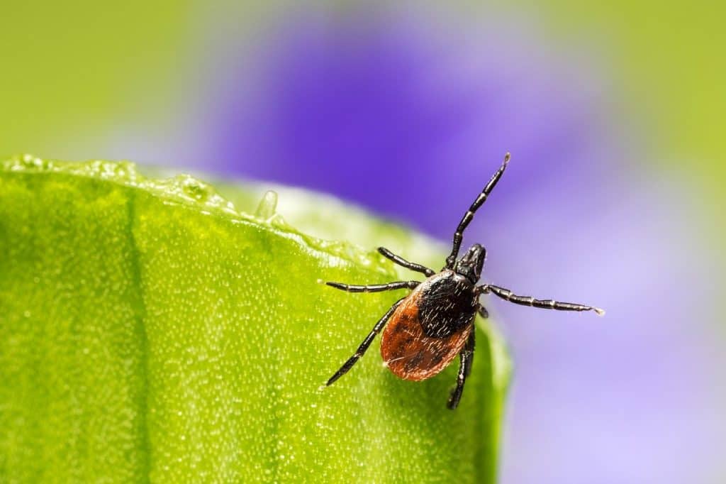 A tick quests for  host by climbing vegetation, sticking out it's front legs, and waiting.
