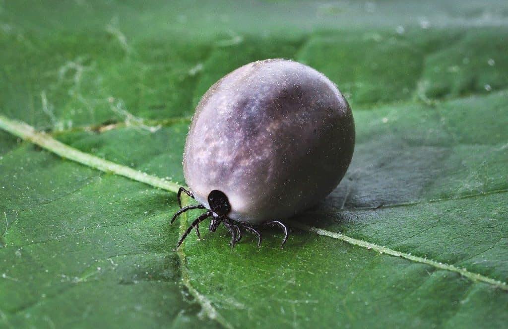 Ticks engorge themselves on the blood of their host.
