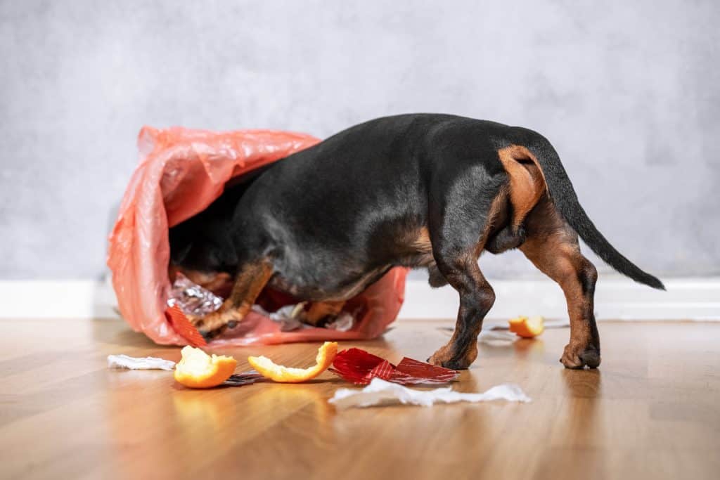 Garbage can cause horrific dog farts