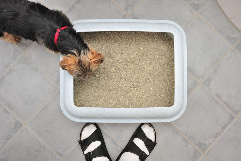 Canva Top down view of a dog looking at a litter box