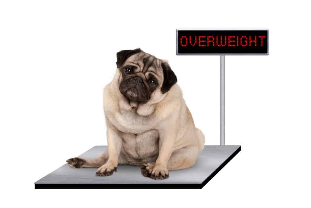 Canva heavy fat pug puppy dog sitting down on vet scale with overweight LED sign