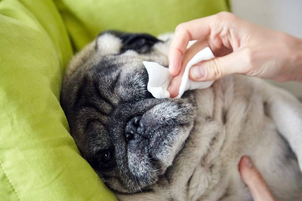 Tear stains often affect pugs.