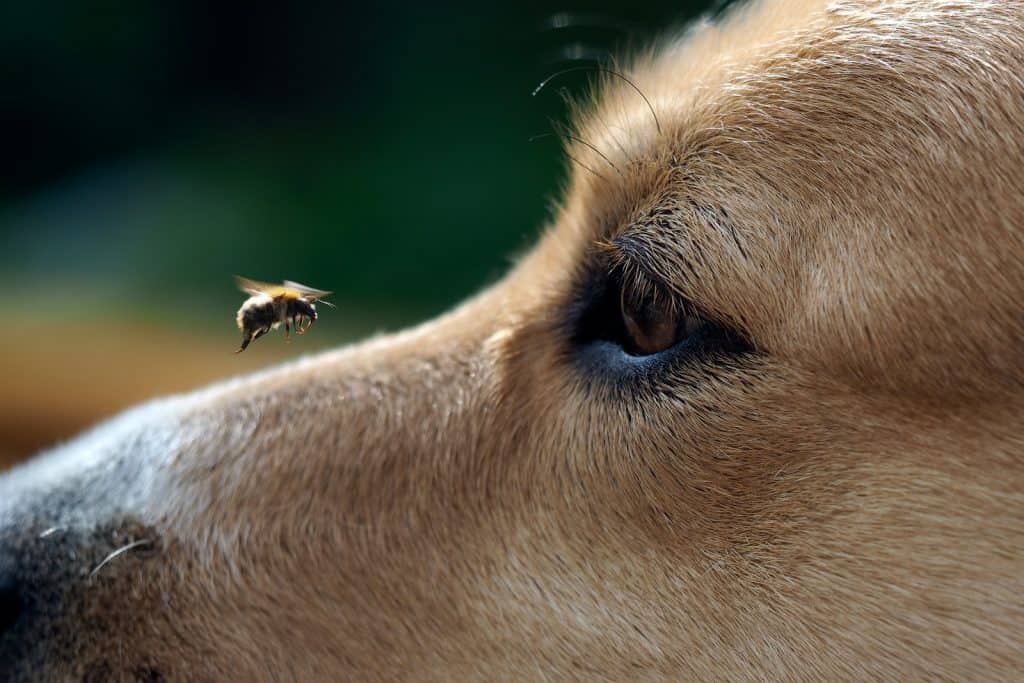 Insect stings are one of the more serious of the summer dog dangers 
