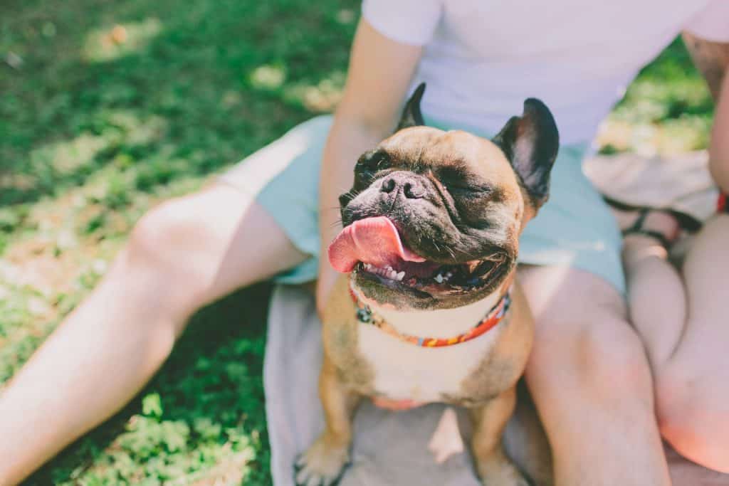 Canva Bulldog with tongue out at the park