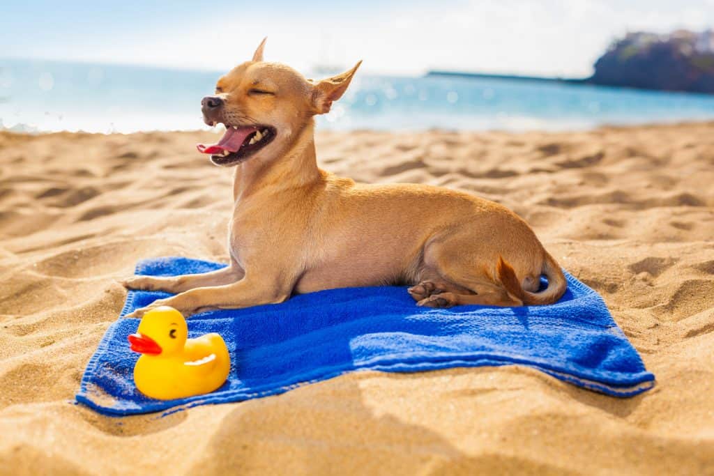 Canva Chihuahua Summer Dog