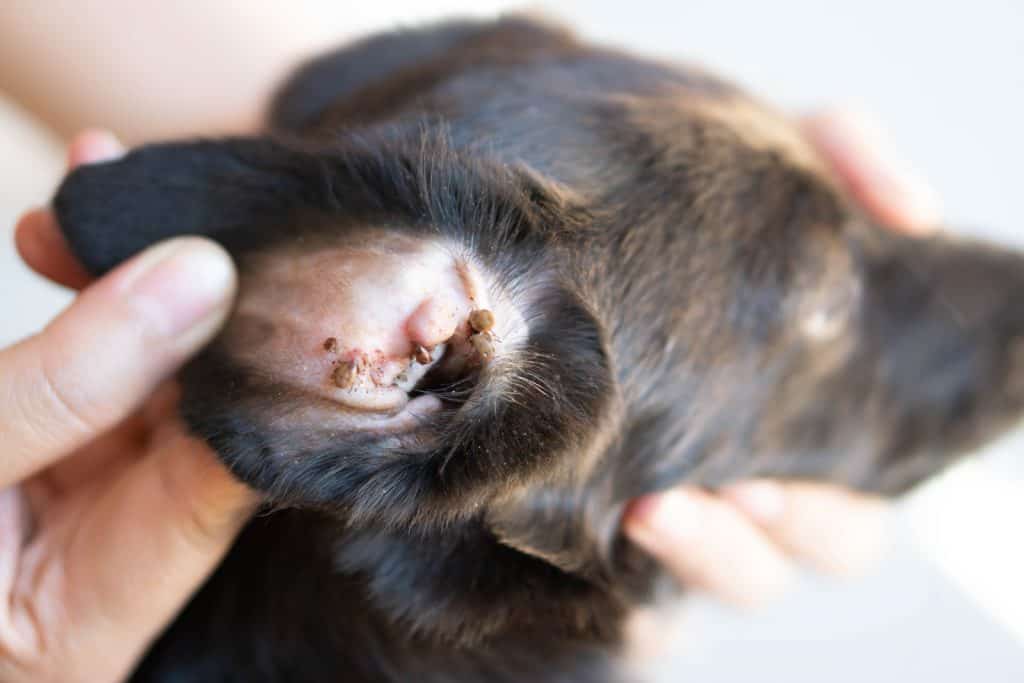 Canva Closeup big tick parasite on ear dog skin selective focus