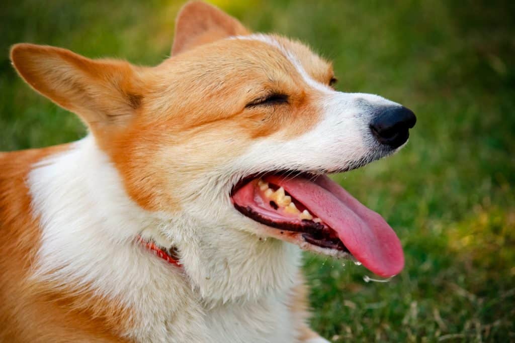 Canva Corgi dog with the tongue out lying
