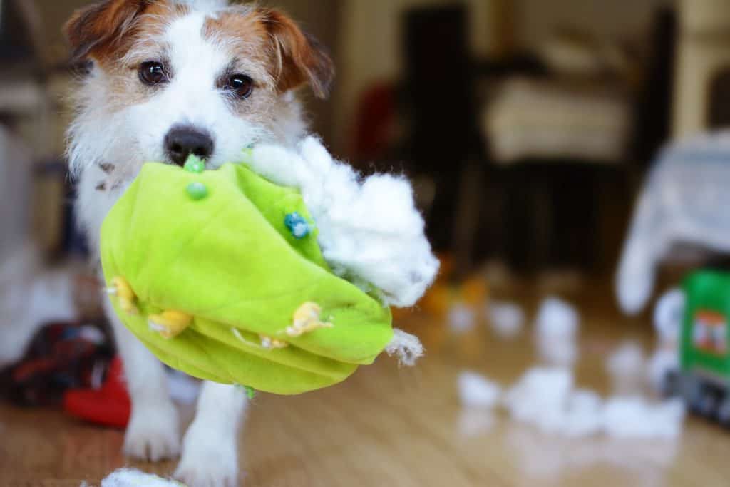 Destroying toys is a very weird dog behavior