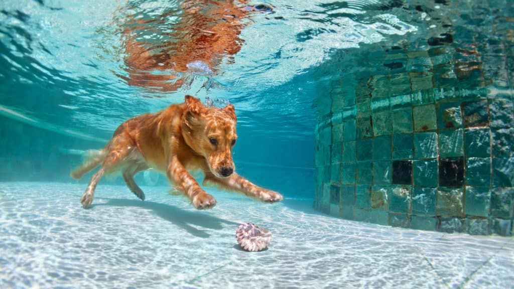 Swimming is definitely a summer dog danger!