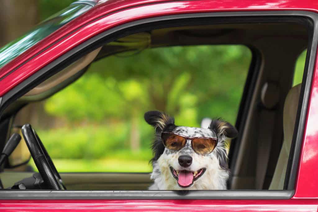 Cars are the number one cause of heat stroke in dogs