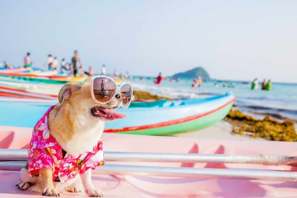 Canva Dog on the beach