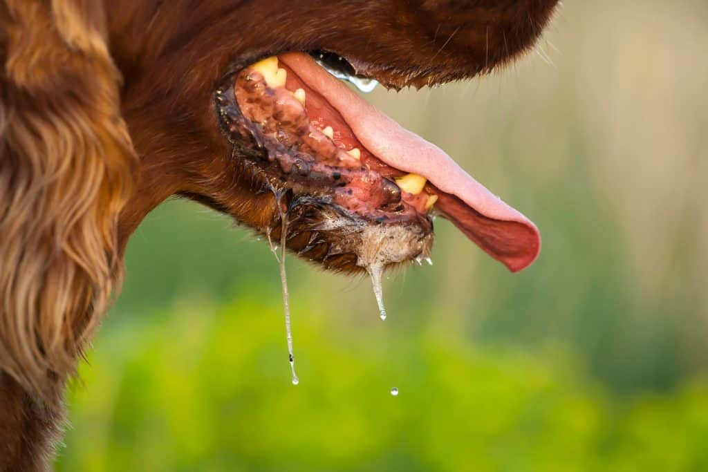 Excessive drooling is a sign of heat stroke in dogs.