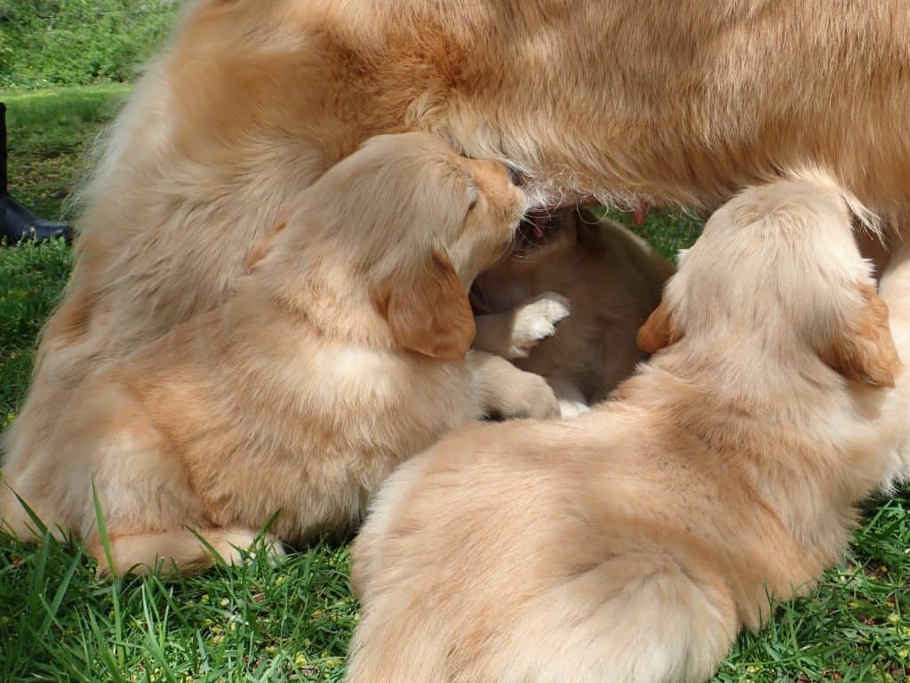 Canva Golden retriever puppies nursing