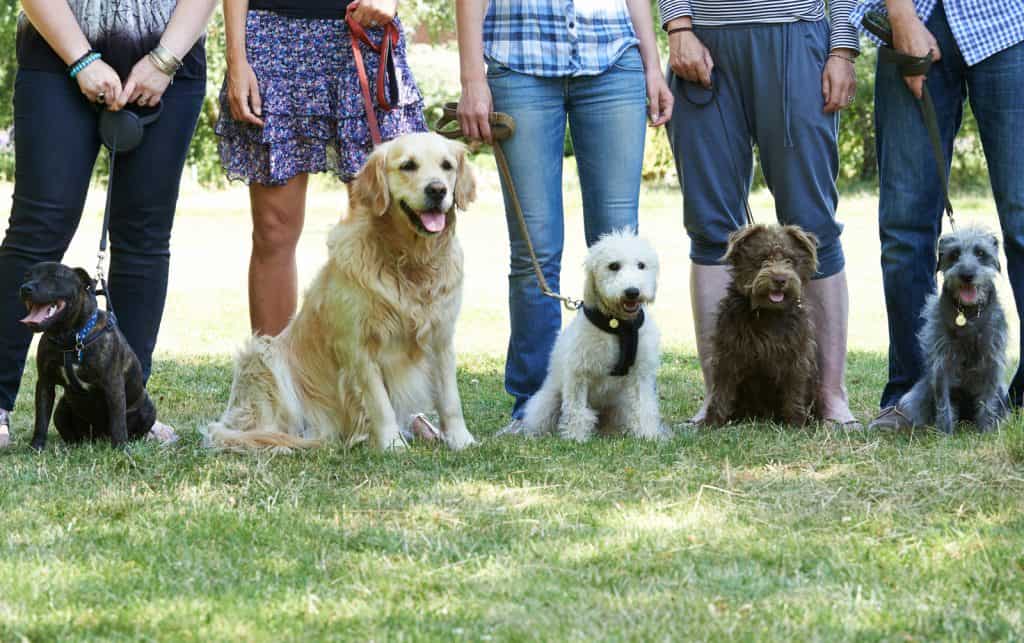 Canva Group Of Dogs With Owners At Obedience Class