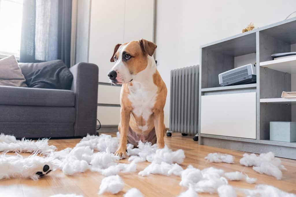 Canva Guilty Dog and a Destroyed Teddy Bear at Home