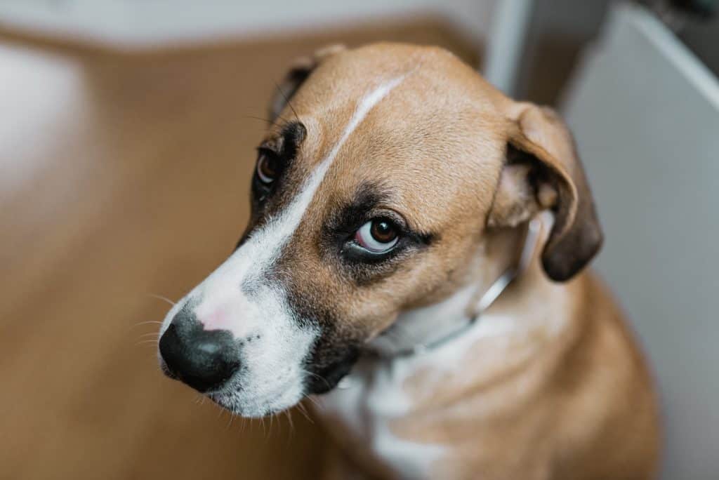 Sorry, not sorry! Dogs don't feel guilty when you yell at them. Their guilt face is just another weird dog behavior.