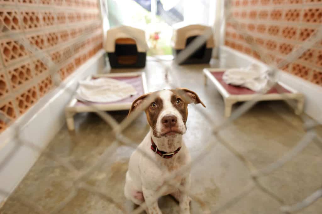 Shelter dogs and dogs that have experienced trauma are at a higher risk of developing separation anxiety. 