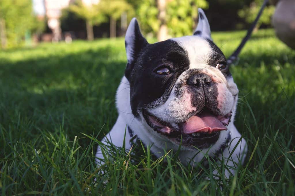 Lawn chemicals are a life-threatening summer dog danger