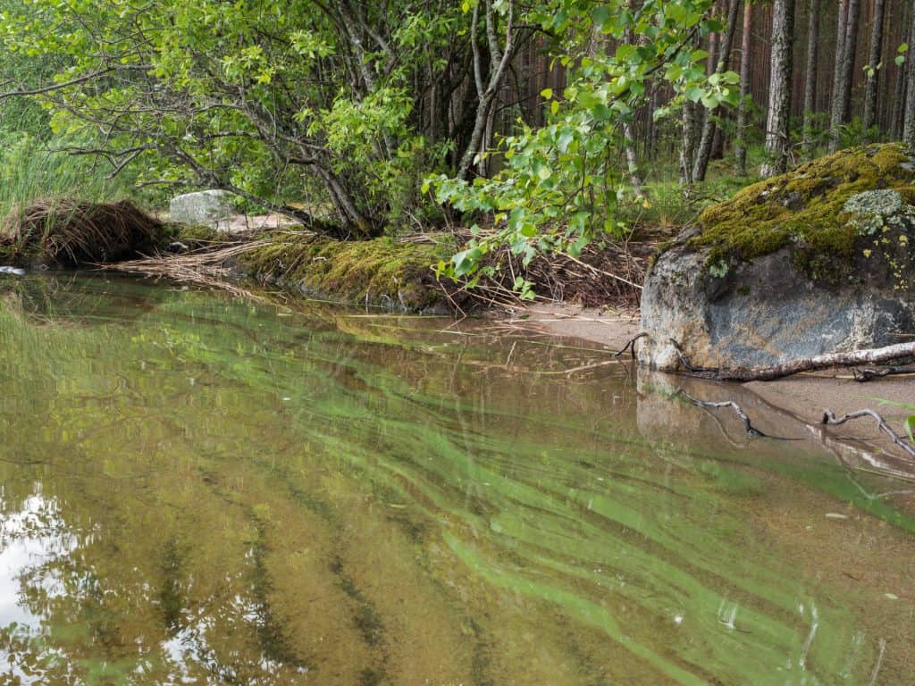Canva Cyanobacteria Blooming on Shore Water
