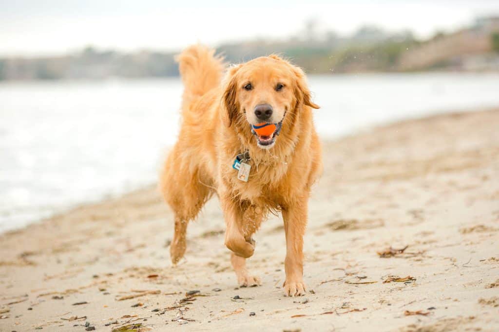 Canva Dog at the beach