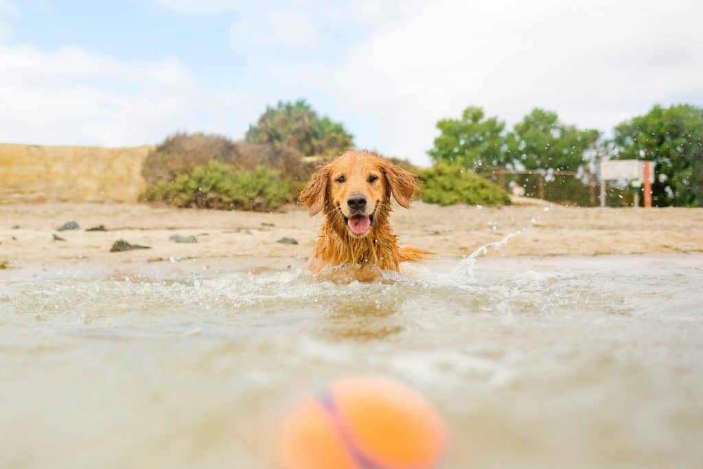 Canva Dog chasing ball at the beach