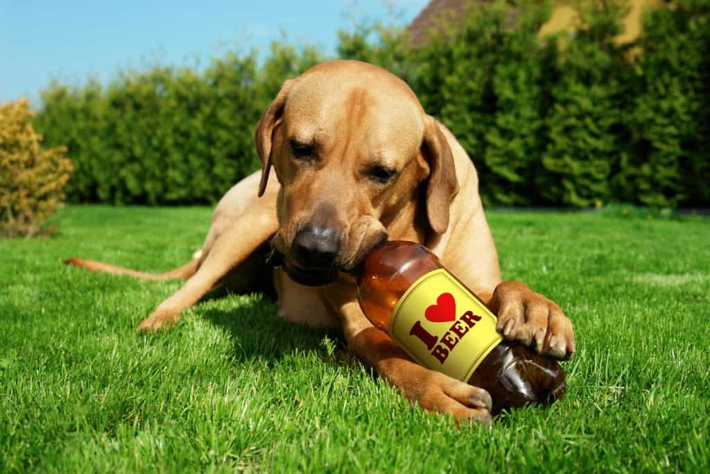 Canva Dog drinking beer