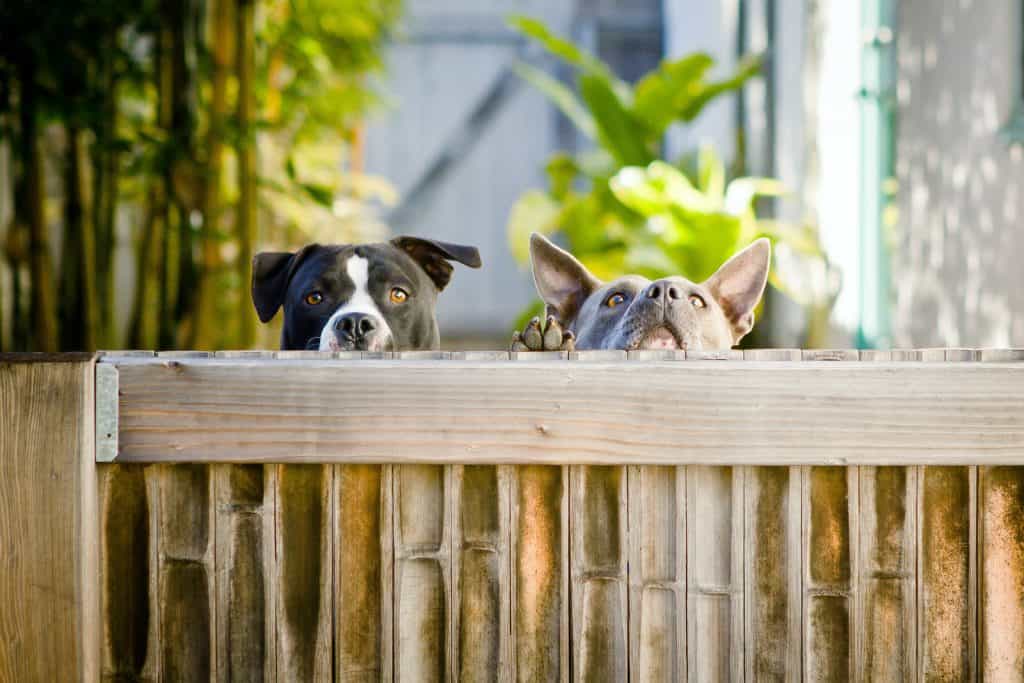 Canva Dogs in a Fence