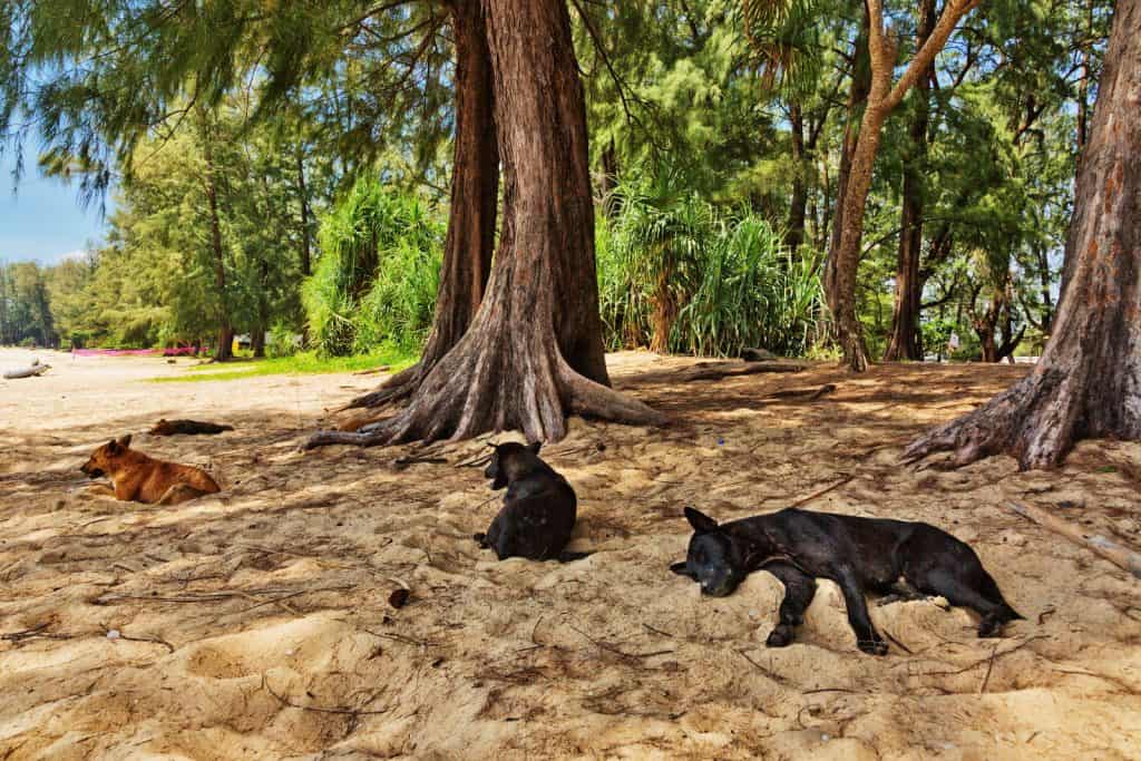 Canva Dogs on a tropical beach