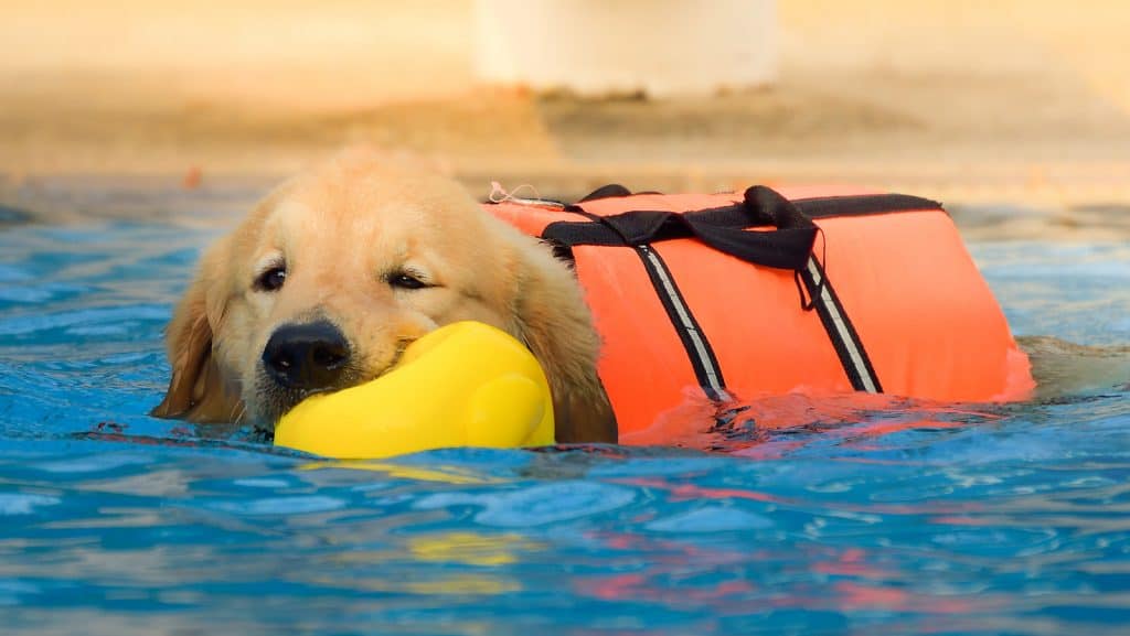 Canva Golden Retriever Puppy Exercise in Swimming Pool 3