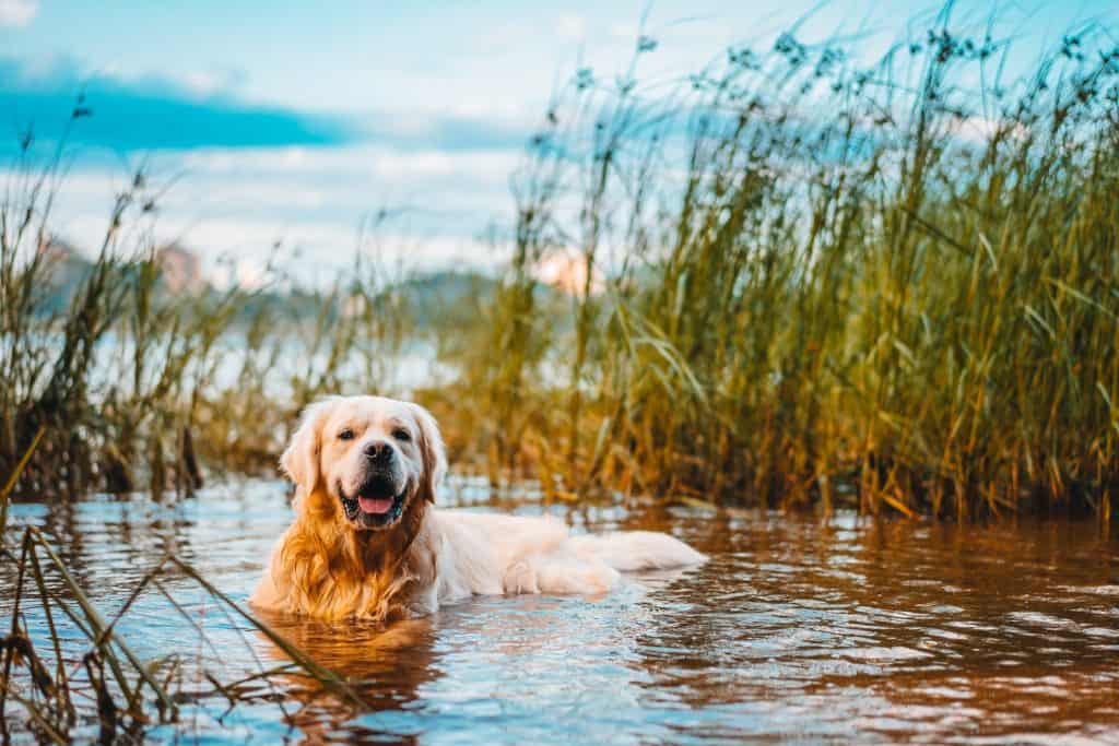 Canva Golden retriever dog lieing in water
