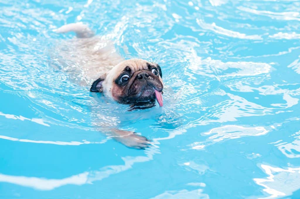 Canva Happy cute pug dog swimming with tongue sticking out in the private local pool.