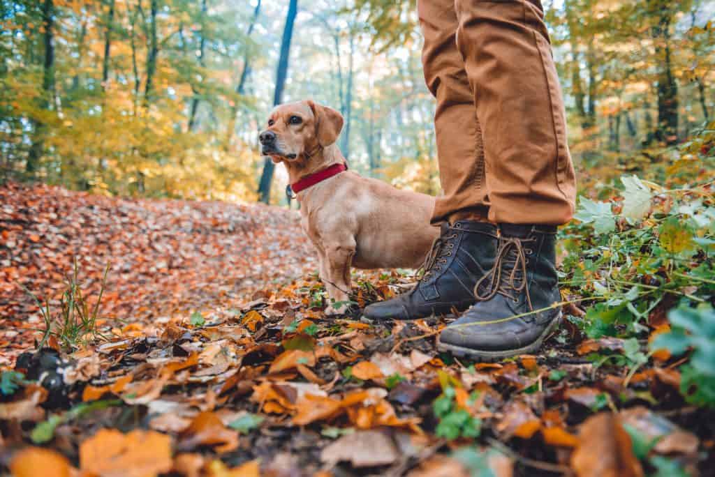 Canva Man hiking in autumn forest with dog