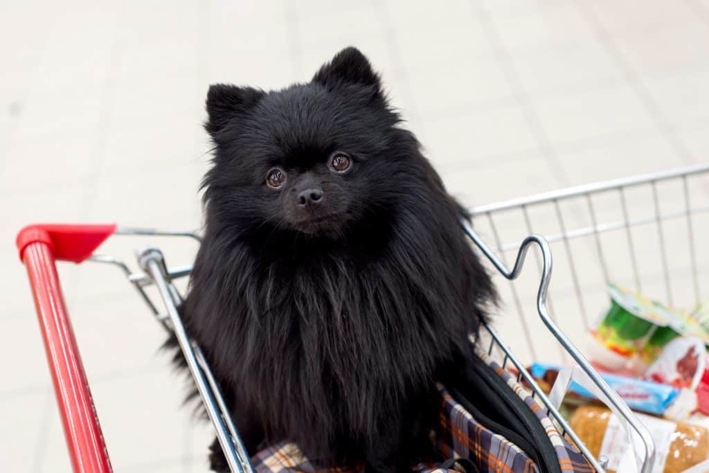 Canva Spitz in the grocery cart