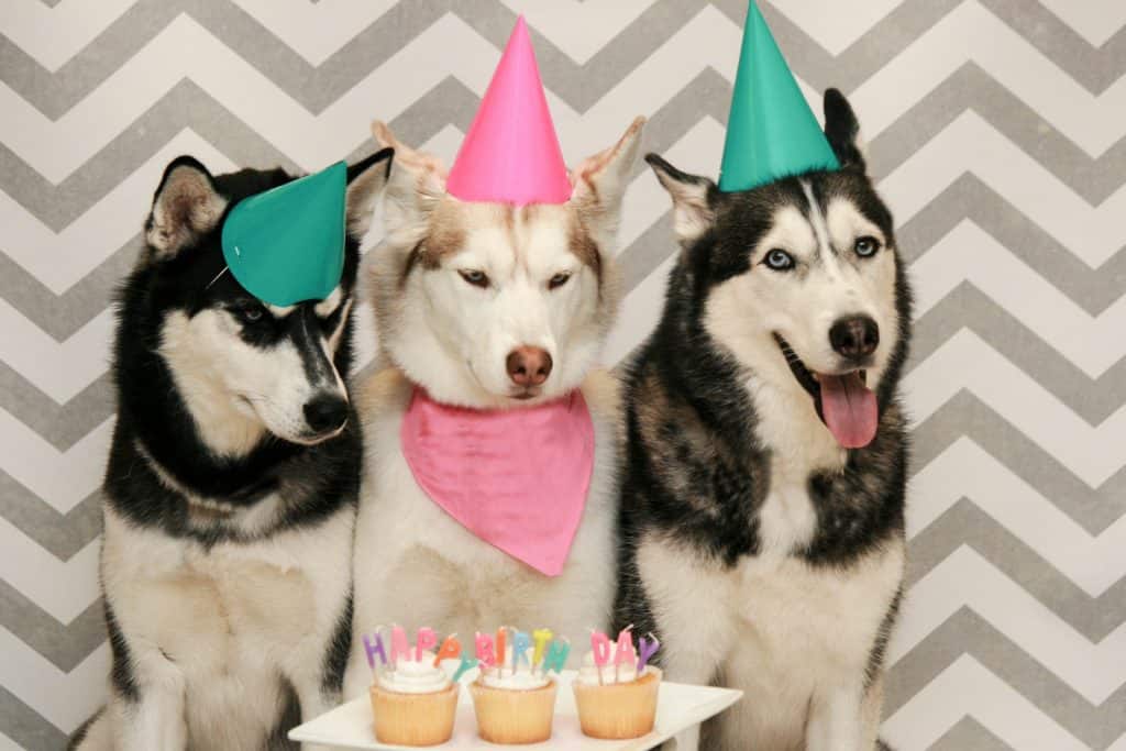 Canva siberian husky happy birthday
